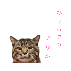 [LINEスタンプ] 魚屋さんの猫店長2