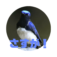 [LINEスタンプ] 野鳥のさえずり③