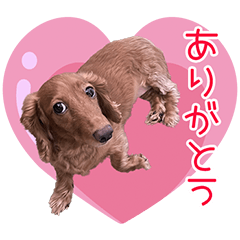 [LINEスタンプ] きなこちゃんのごあいさつ