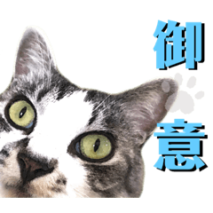 [LINEスタンプ] 猫のプチ敬語