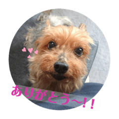 [LINEスタンプ] しょこらPart ②