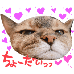 [LINEスタンプ] Himoneko