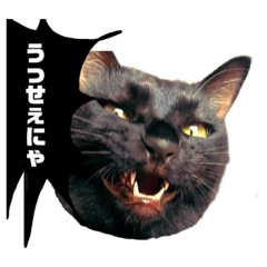 [LINEスタンプ] 日常で使えるアニマルシリーズ（猫編）