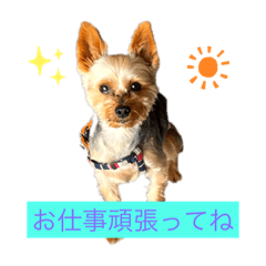 [LINEスタンプ] ガジュマル・マロン・クゥ子・チー子