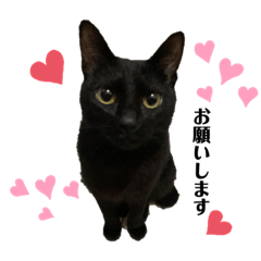 [LINEスタンプ] 黒猫ハルの日常1