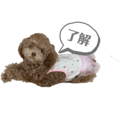 [LINEスタンプ] トイプードルのくう。