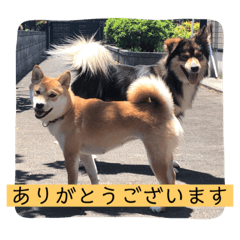 [LINEスタンプ] あずきスタンプ なな！