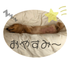 [LINEスタンプ] 愛しのごんた