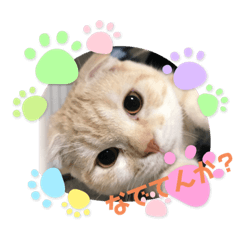 [LINEスタンプ] 毒舌タロちゃん