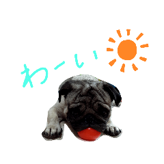 [LINEスタンプ] ちくわ(パグ)の日常