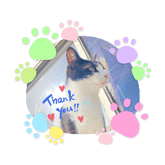 [LINEスタンプ] 猫の日常をスタンプに。