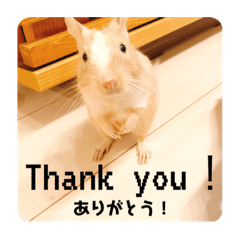 [LINEスタンプ] レミーのかわいいデグースタンプ
