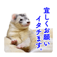 [LINEスタンプ] フェレットのかじきくん