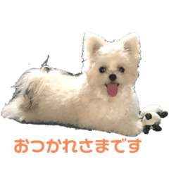 [LINEスタンプ] ポメマルももの日常