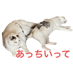 [LINEスタンプ] こぴ＆バニラ(家猫・保護猫)