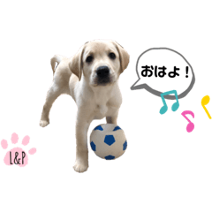 [LINEスタンプ] ラブラドール Lab ＆ Peace2