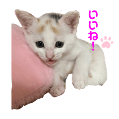 [LINEスタンプ] 癒しのねこたち