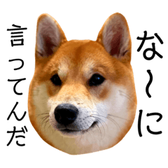 [LINEスタンプ] 柴犬 もなかくん