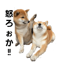 [LINEスタンプ] 柴時々猫