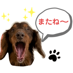 [LINEスタンプ] 茶色い犬マックのスタンプ
