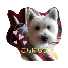 [LINEスタンプ] 白モフ♥️ハニちゃん