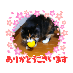 [LINEスタンプ] お返事ニャン