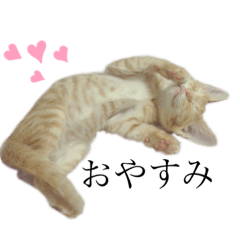 [LINEスタンプ] 高橋家のどうぶつたち