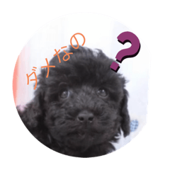 [LINEスタンプ] 愛犬のスタンプです☺️