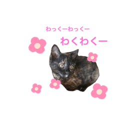[LINEスタンプ] テンちゃんスタンプその3