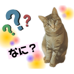 [LINEスタンプ] オス猫たち