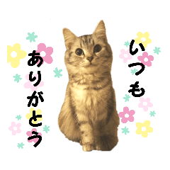 [LINEスタンプ] 福猫＆花猫〜第6弾〜