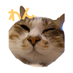 [LINEスタンプ] なかつるにゃんきょうだい！