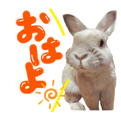 [LINEスタンプ] うさぎのルイくん