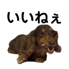 [LINEスタンプ] おじい犬じゃっちゃん2