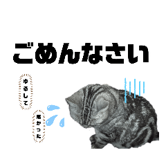 [LINEスタンプ] ねこ目線 Nice