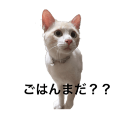 [LINEスタンプ] うちのカリンさん2