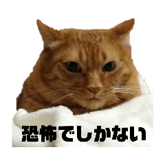 [LINEスタンプ] デブネコの小言スタンプ