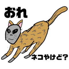 [LINEスタンプ] これはネコです (洗脳済み)