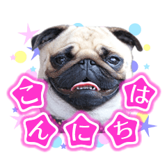 [LINEスタンプ] 可愛いパグのあいさつスタンプ01