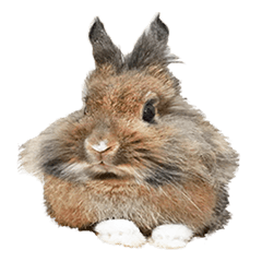 [LINEスタンプ] ライオンうさぎのぐんちゃん