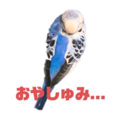 [LINEスタンプ] セキセイインコのクゥちゃん1〜日常編〜