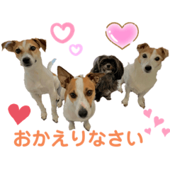 [LINEスタンプ] ジャックラッセルテリアの家族