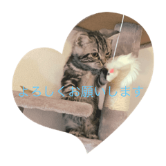 [LINEスタンプ] 猫のコロンです