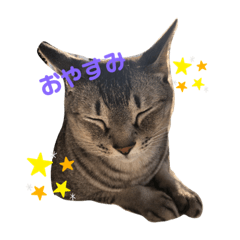 [LINEスタンプ] いっぱい猫スタンプ