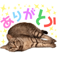 [LINEスタンプ] とら日記4