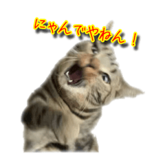 [LINEスタンプ] アメリカンショートヘアのちょこ にゃ♪②