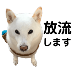 [LINEスタンプ] 白柴わさびとわさびのお友達。