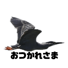 [LINEスタンプ] 野鳥のさえずり④
