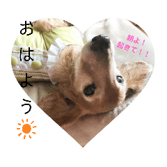 [LINEスタンプ] ぷりぷりプリンちゃんのスタンプ