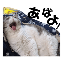 [LINEスタンプ] ガチ猫写真スタンプ
